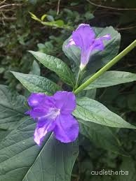 Ruellia strepens fullplant4.jpg